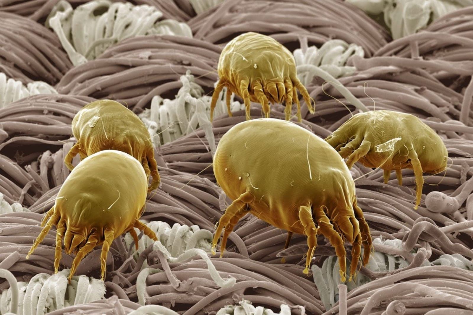 The Allergy Season Nobody Talks About: Dust Mites and NYC Apartment Living
