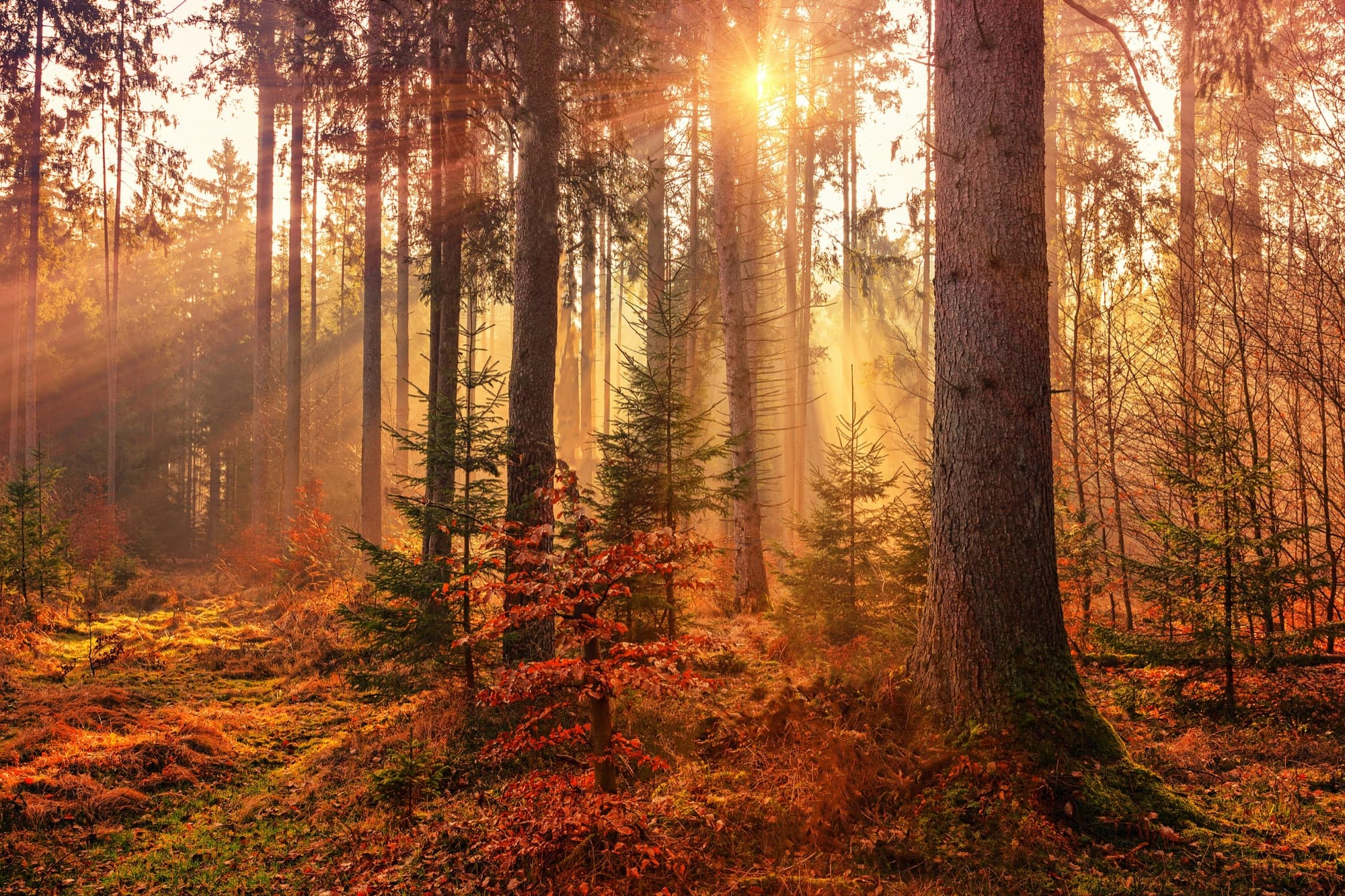 It's Not Just Ragweed: Why Fall Leaf Piles Are a Hidden Mold Allergy Trigger