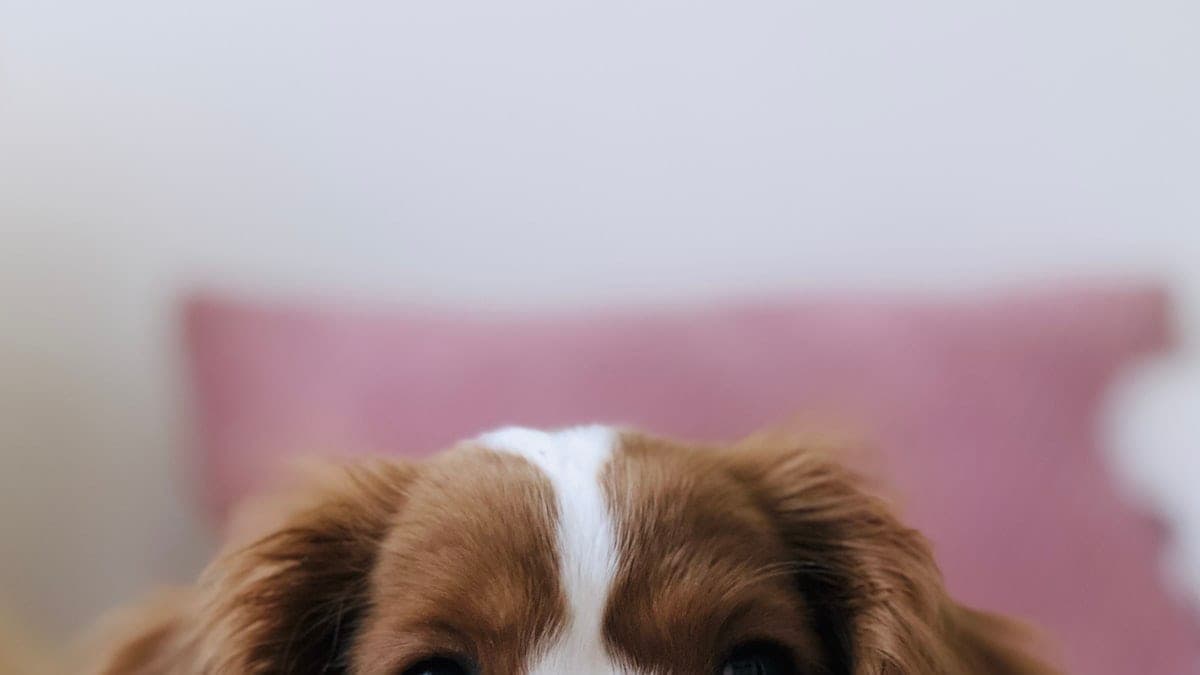 Living With Pet Allergies — Without Giving Up Your Dog