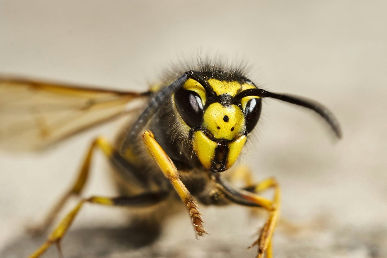 Yellowjacket Season Is Here: What NYC's Peak Sting Months Mean If You're Allergic